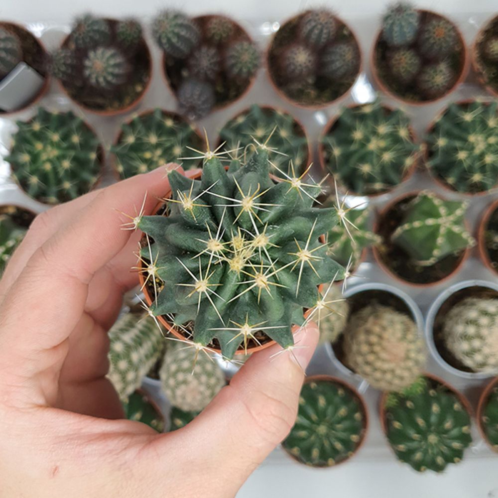 THELOCACTUS SETISPINUS, image 