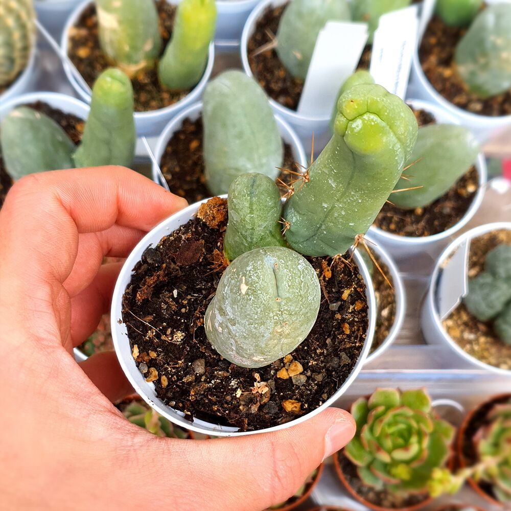 TRICHOCEREUS BRIDGESII MONSTROSUS, image 