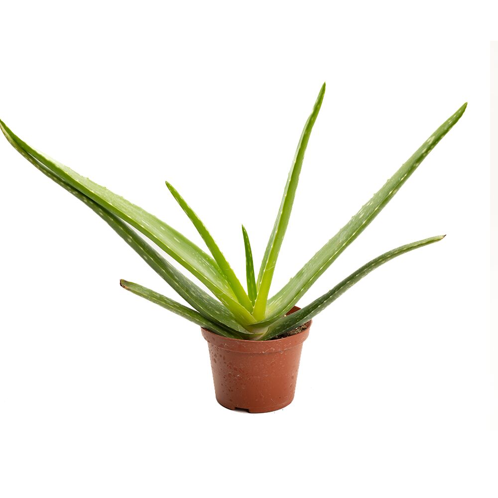 ALOE VERA, image 