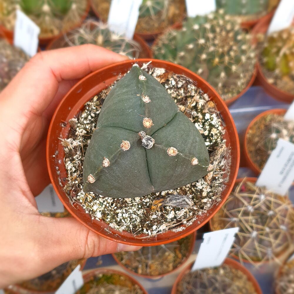 ASTROPHYTUM MYRIOSTIGMA TRICOSTATUM NUDUM, image _ab__is.image_number.default