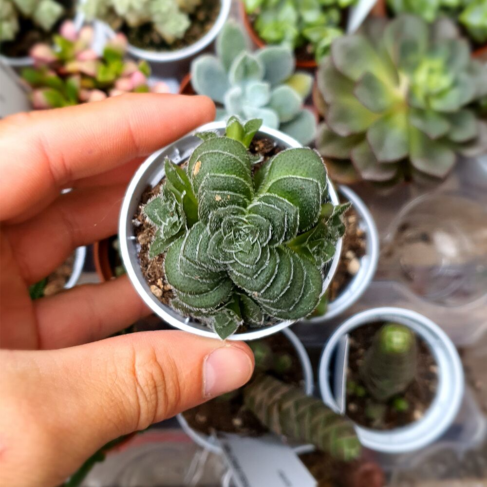 CRASSULA HEMISPHAERICA, image _ab__is.image_number.default