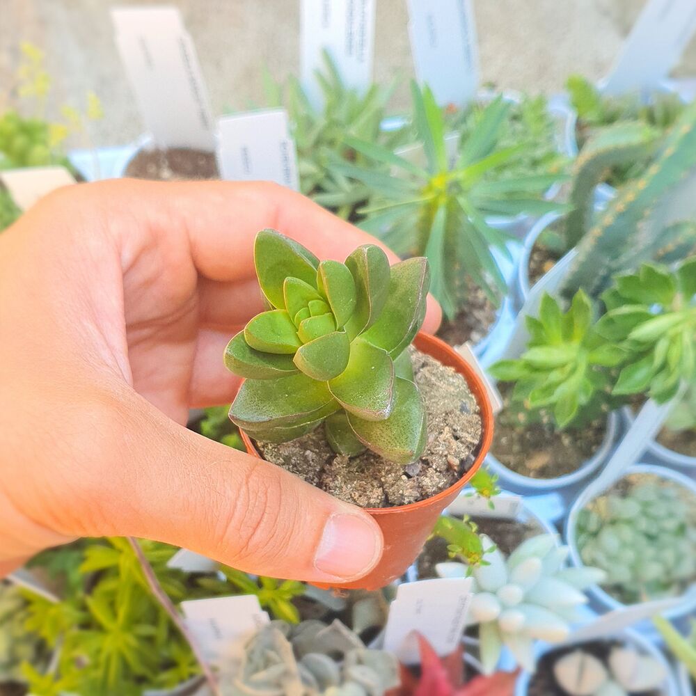 CRASSULA TALISMAN, image 