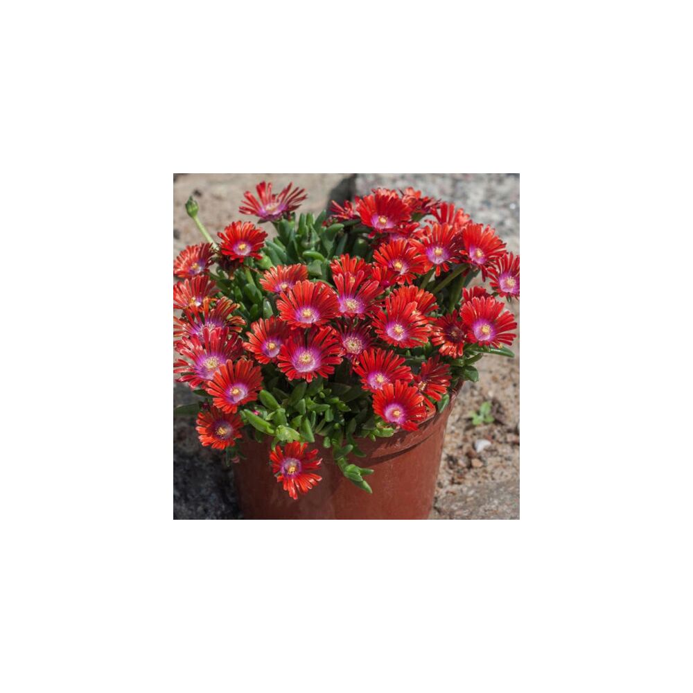 DELOSPERMA SUNDELLA RED, image 
