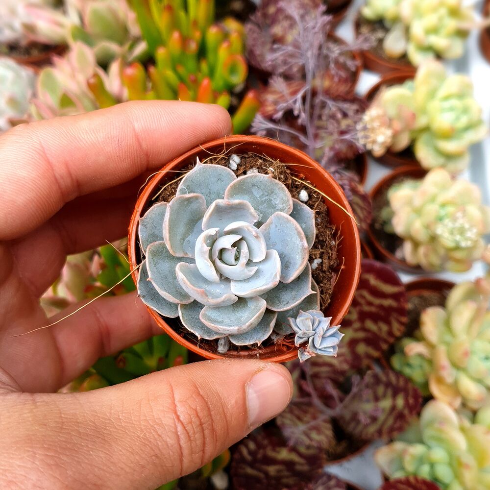 ECHEVERIA SUBSESSILIS, image _ab__is.image_number.default