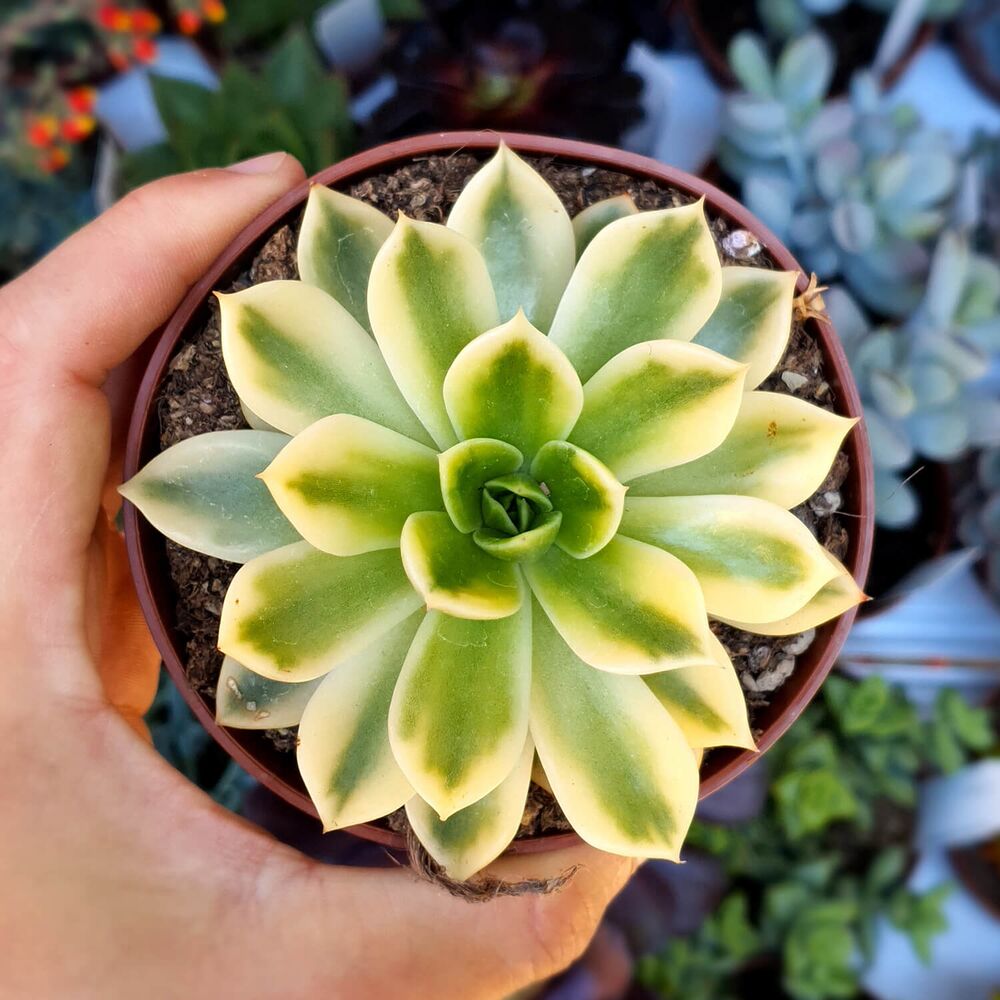 ECHEVERIA MIRA VARIEGATA, image , 3 image