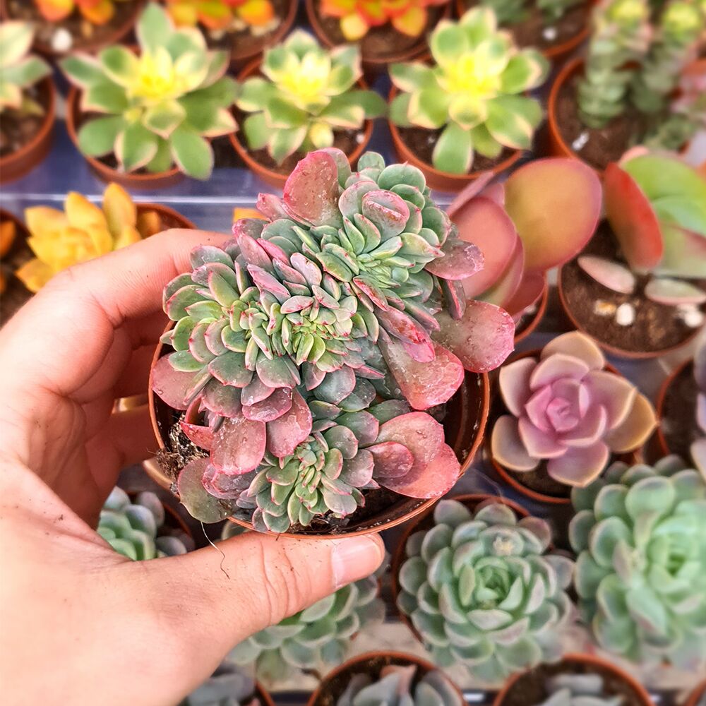 ECHEVERIA BRIAR ROSE CRESTATA, image 