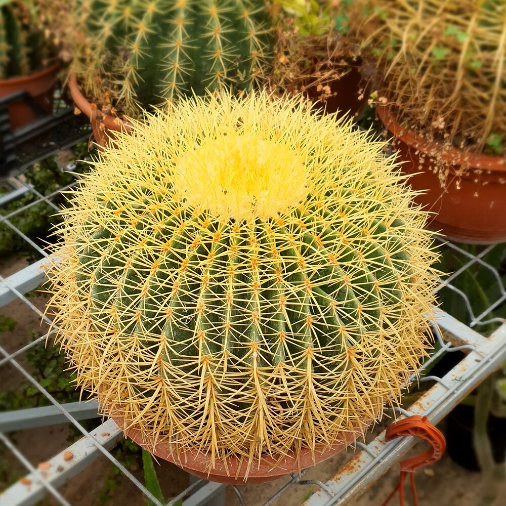 ECHINOCEREUS GRUSONII, image 