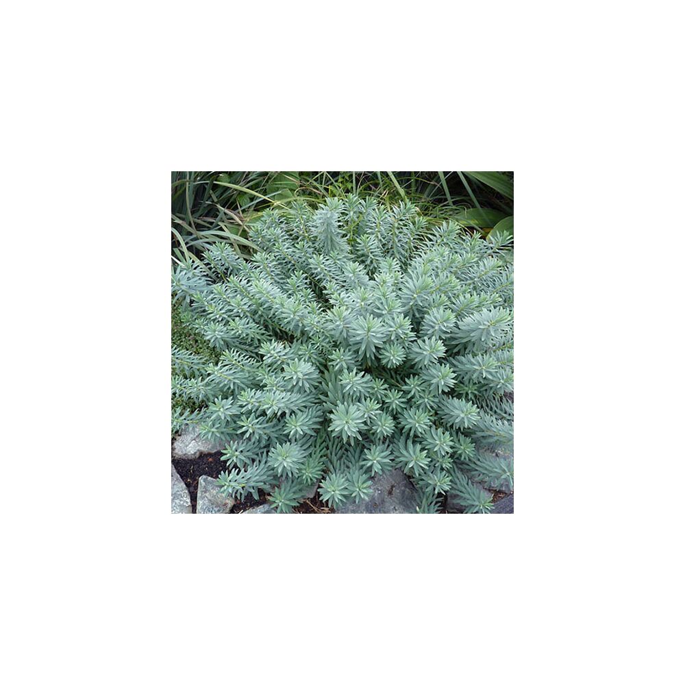 EUPHORBIA BLUE HAZE, image , 2 image