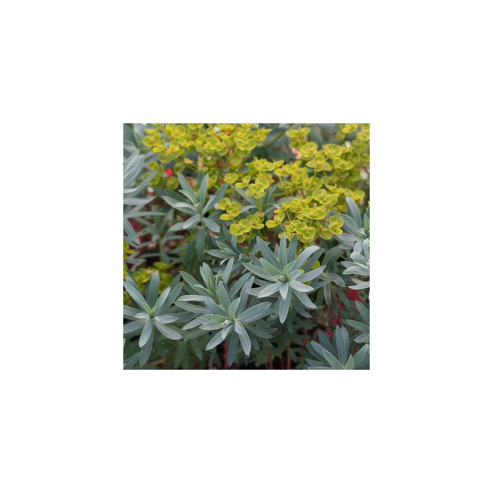 EUPHORBIA BLUE HAZE, image 