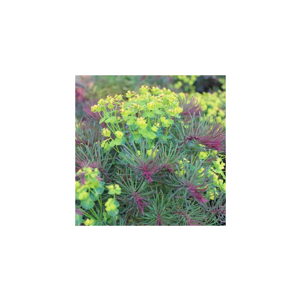 EUPHORBIA CYPARISSIAS FENS RUBY, image , 2 image