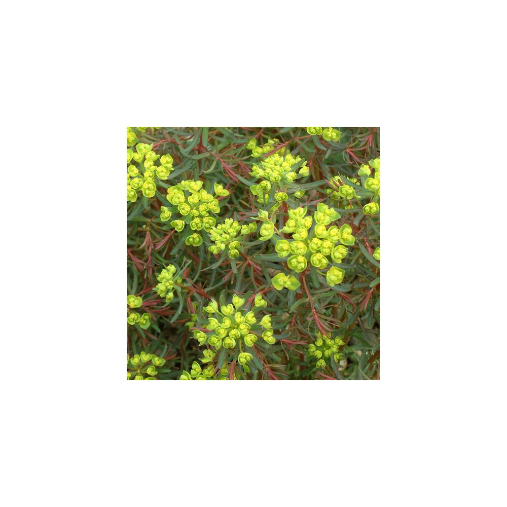 EUPHORBIA CYPARISSIAS FENS RUBY, image 