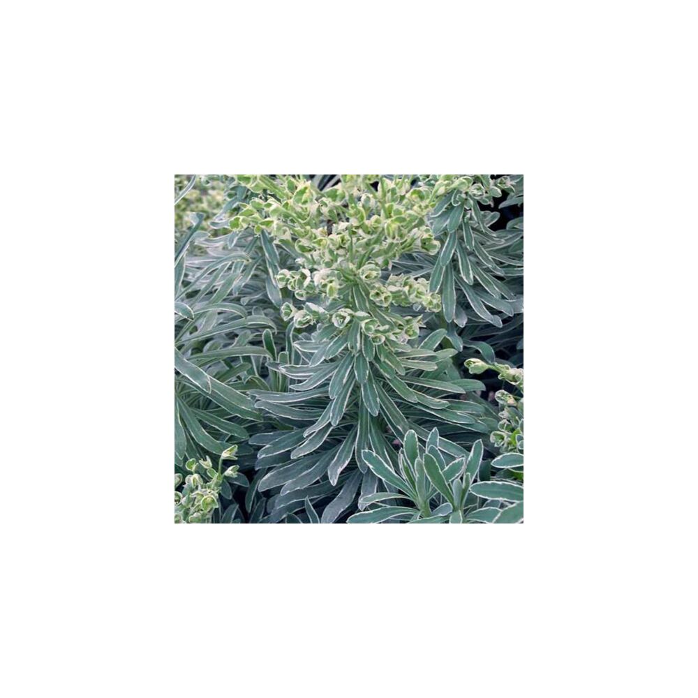 EUPHORBIA CHARACIAS GLACIER BLUE, image 