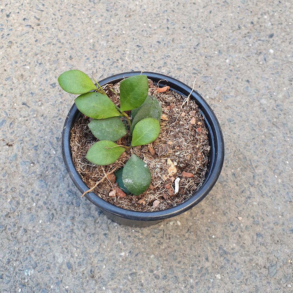 HOYA CARMELAE, image , 2 image