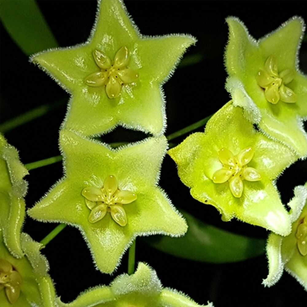 HOYA CHLORANTHA, image 