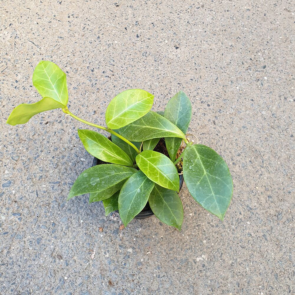 HOYA OBSCURA, image , 2 image