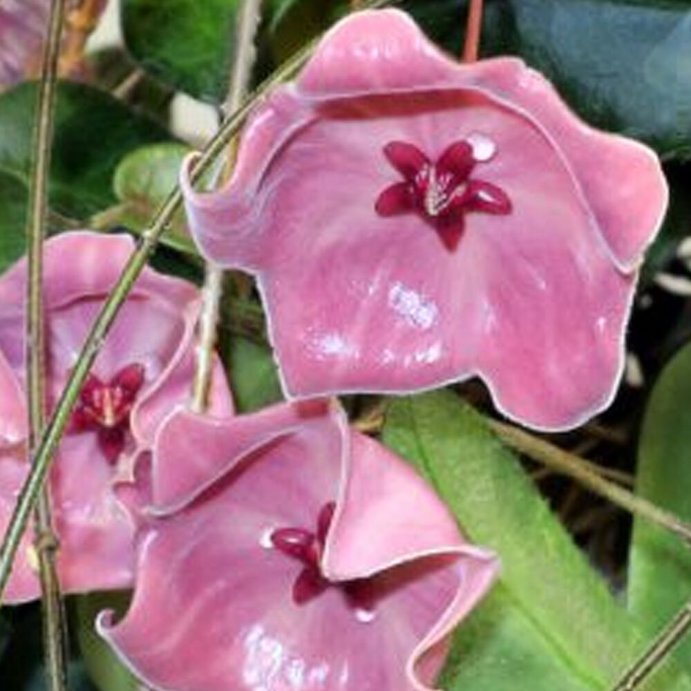 HOYA PATELLA, image 