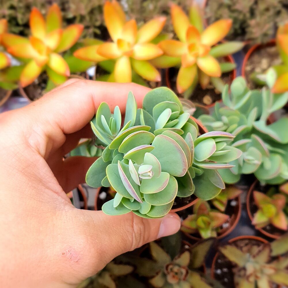 KALANCHOE ROTUNDIFOLIA, image 