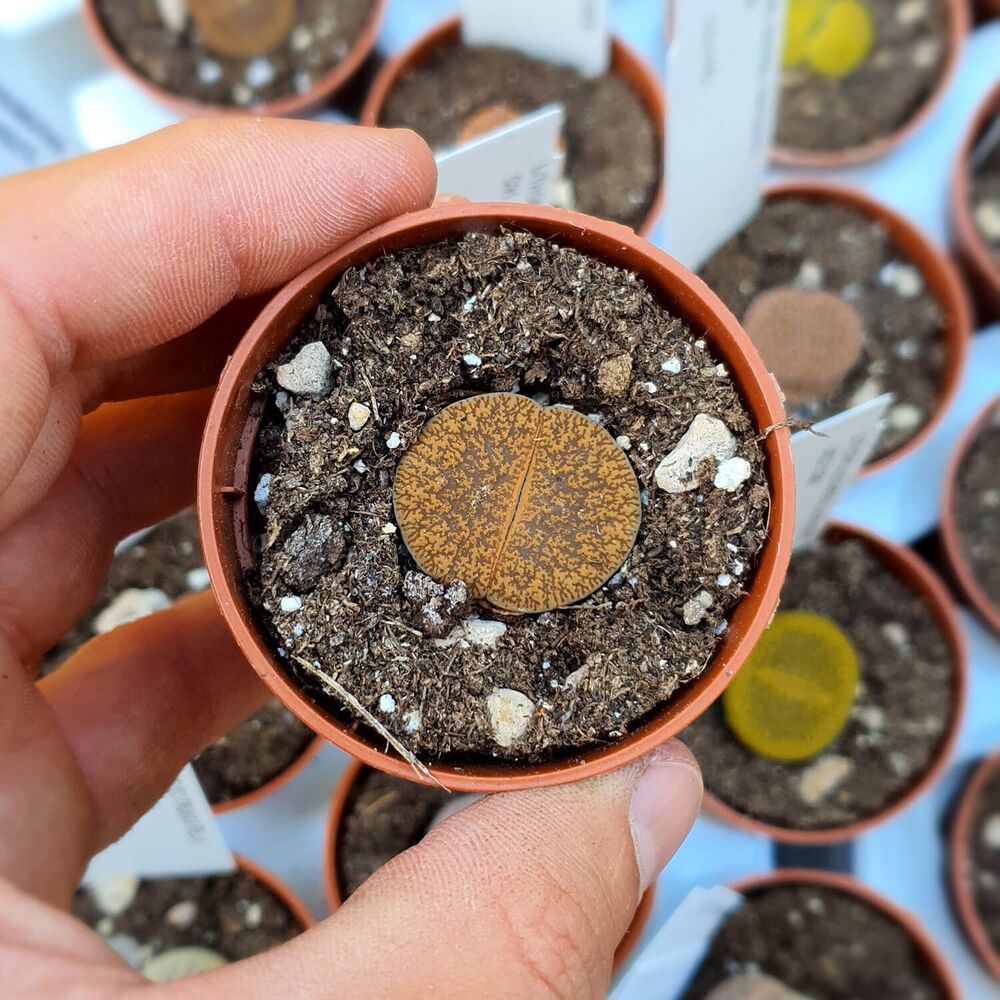 LITHOPS LESLIEI VAR. HORNII C15, image , 2 image