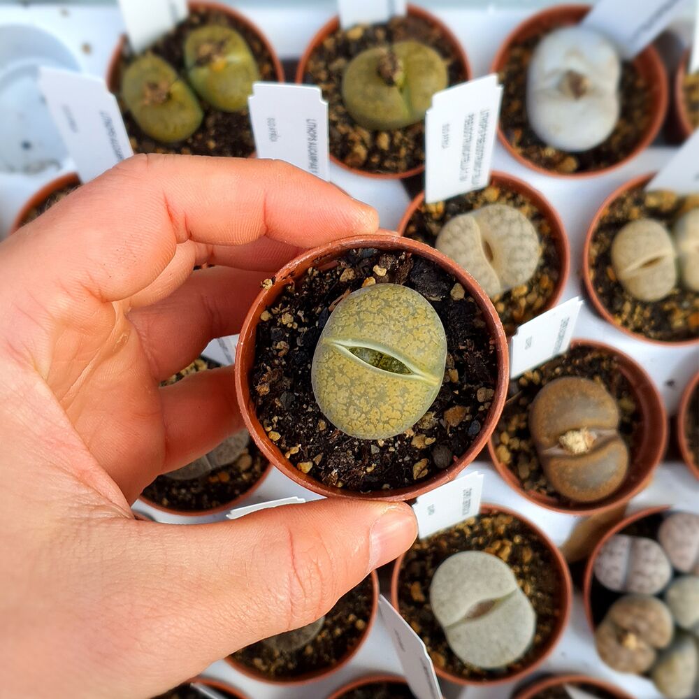 LITHOPS AUCAMPIAE CV. JACKSON'S JADE C395, image _ab__is.image_number.default
