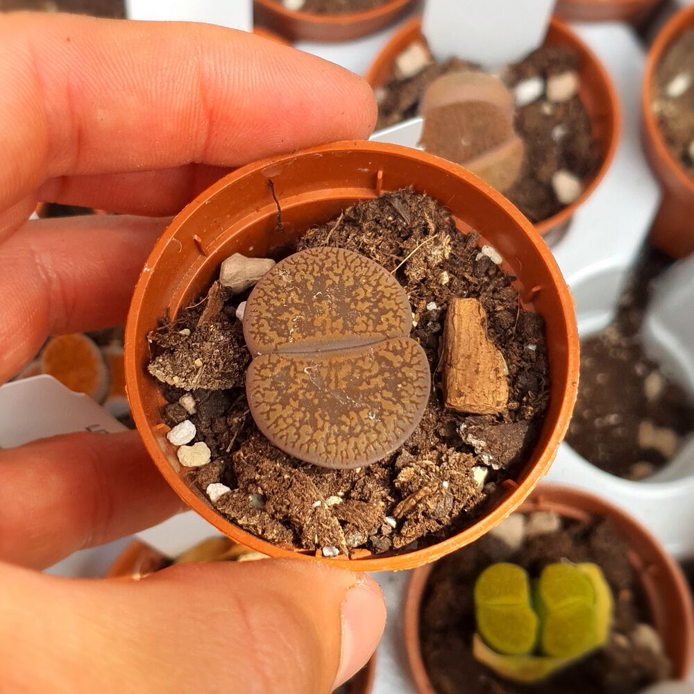 LITHOPS AUCAMPIAE STORM'S SNOWCAP C392, image _ab__is.image_number.default