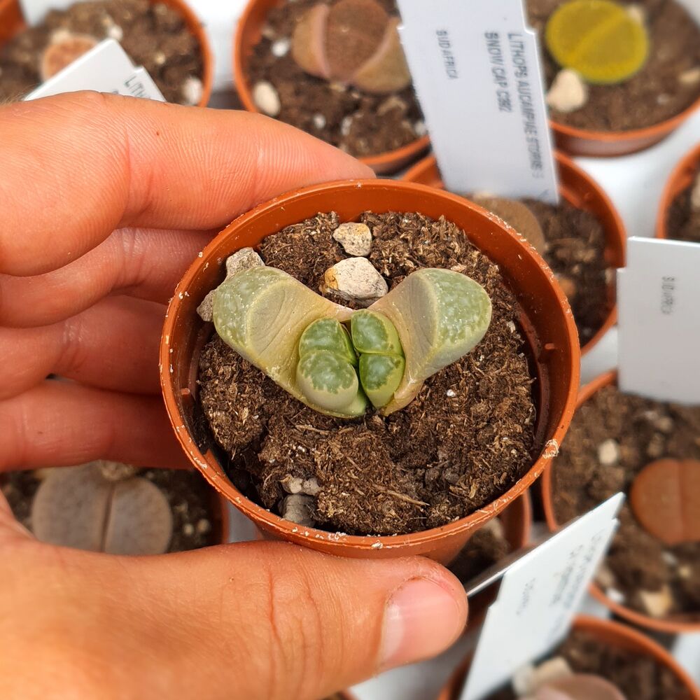 LITHOPS HELMUTII C271, image _ab__is.image_number.default