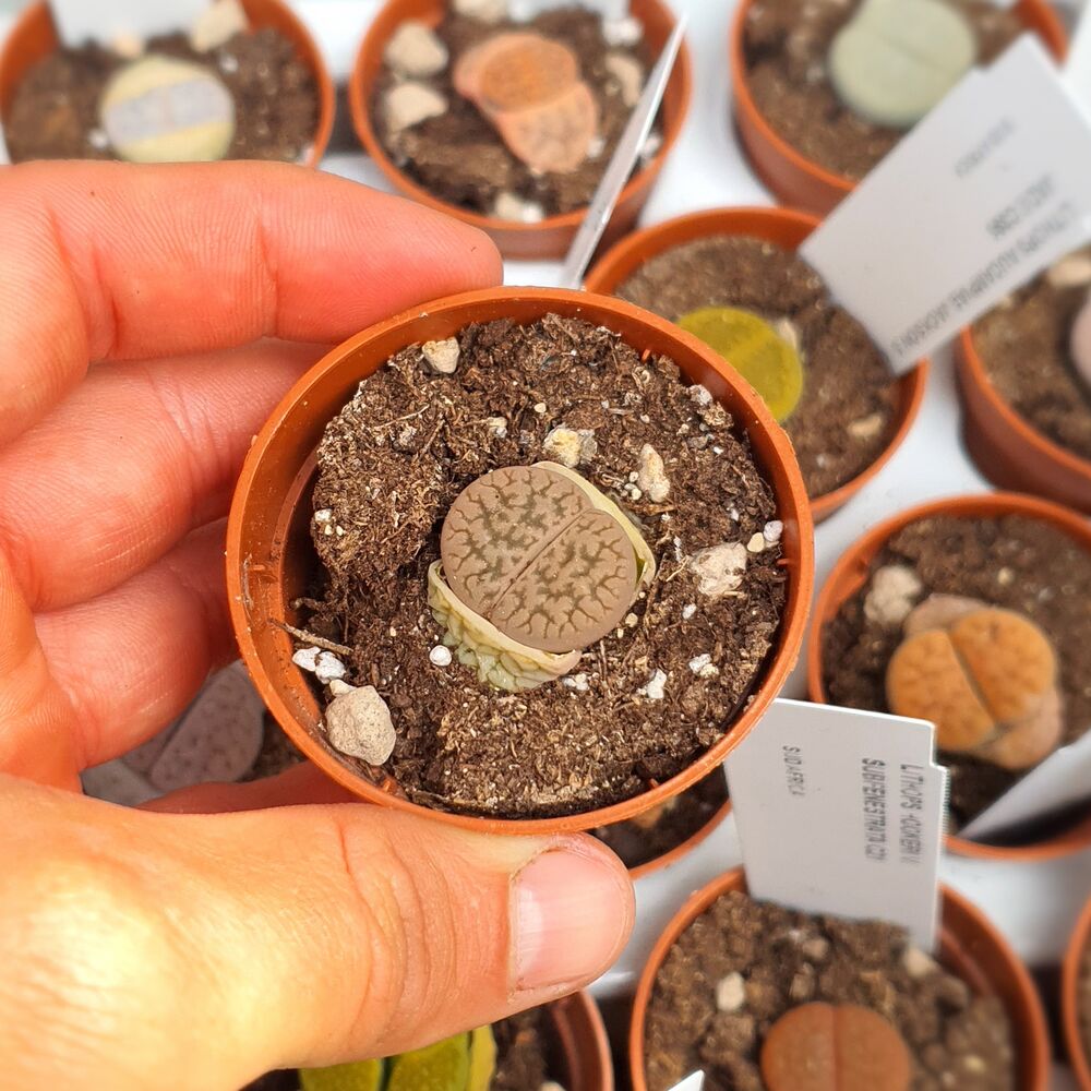 LITHOPS HOOKERII V. SUSANNAE C91, image , 3 image