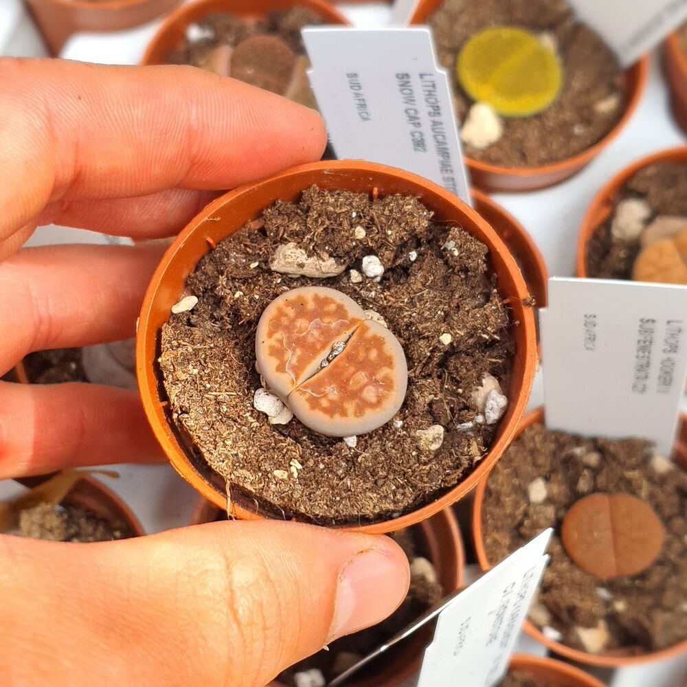 LITHOPS KARASMONTANA TOP RED F097, image _ab__is.image_number.default