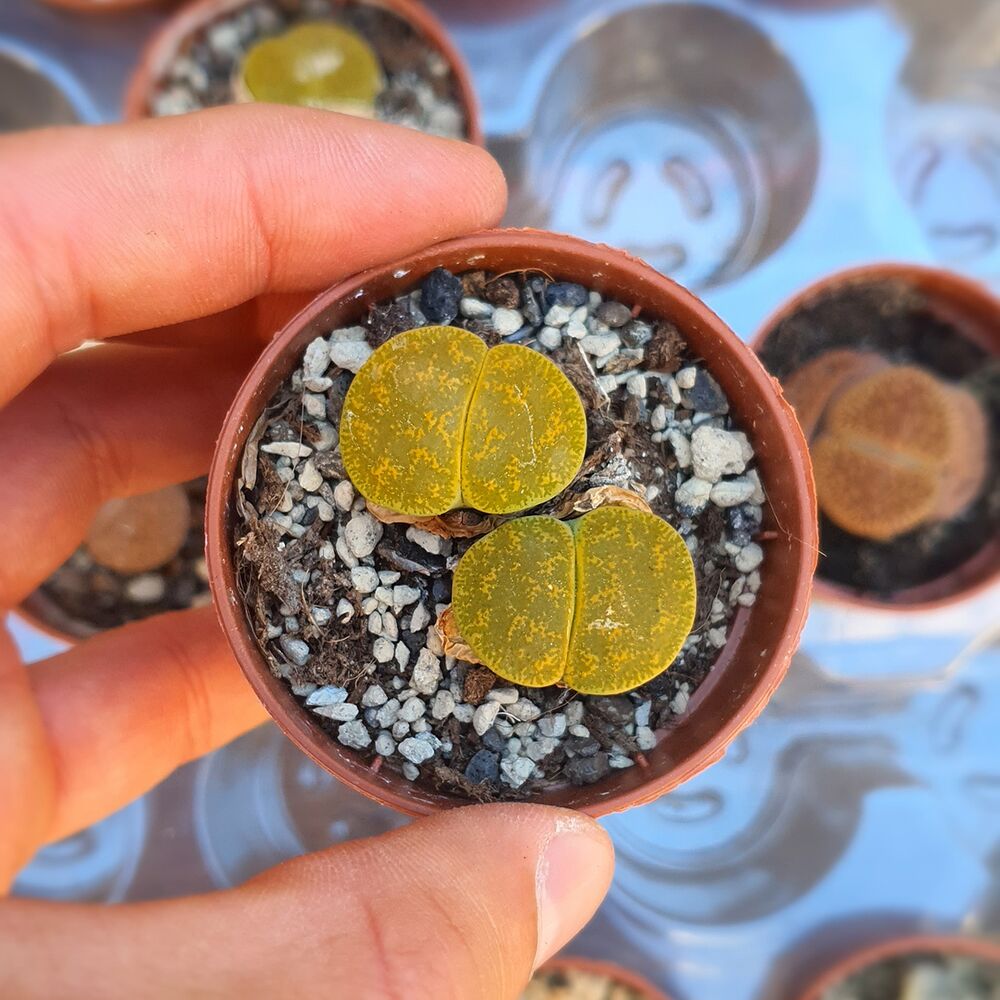 LITHOPS LESLIEI ALBINICA C36A, image , 3 image