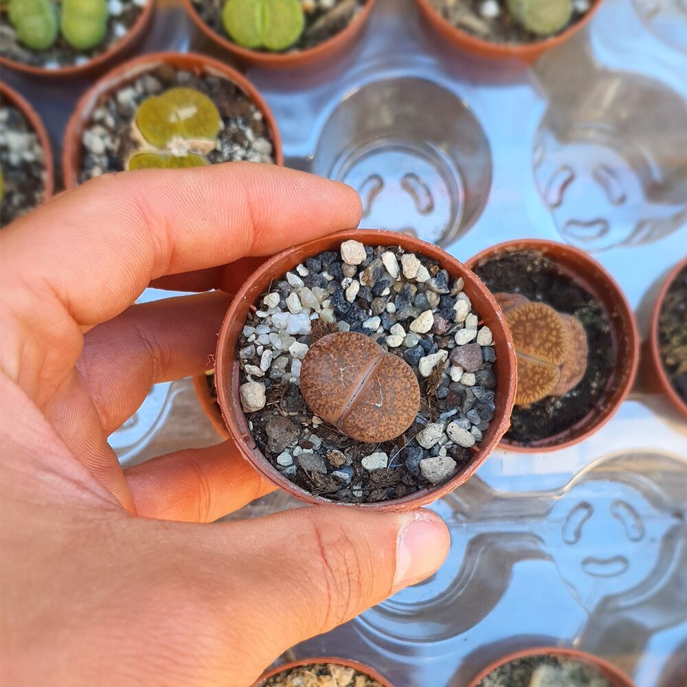 LITHOPS LESLIEI ALBIFLORA C5, image , 2 image