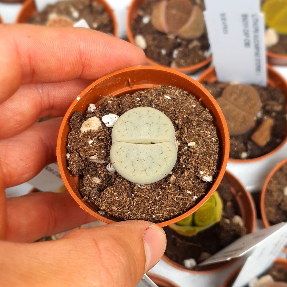 LITHOPS PSEUDOTRUNCATELLA SUBS. ARCHEARAE C306, image _ab__is.image_number.default