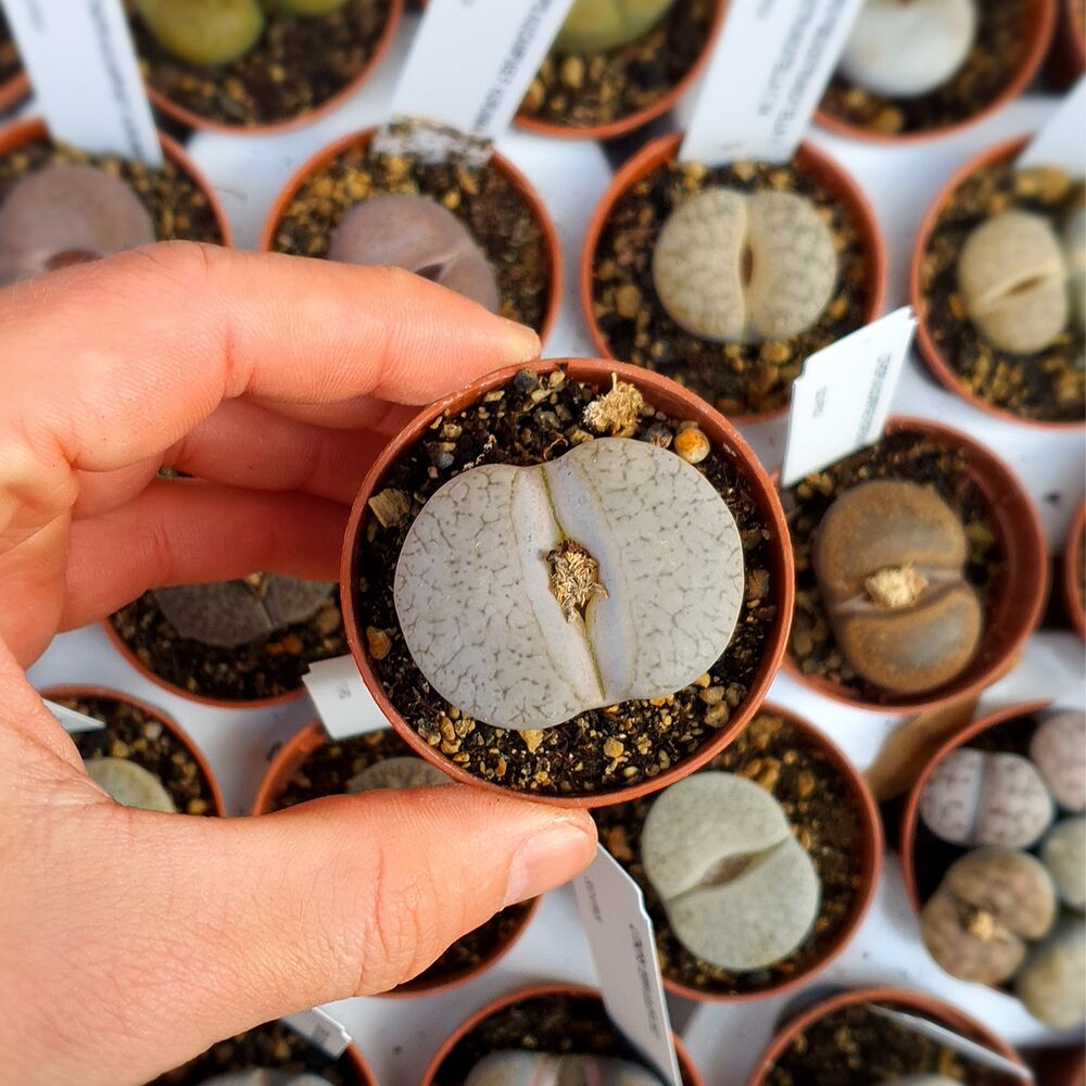 LITHOPS PSEUDOTRUNCATELLA SUBS. DENDRITICA C245, image _ab__is.image_number.default