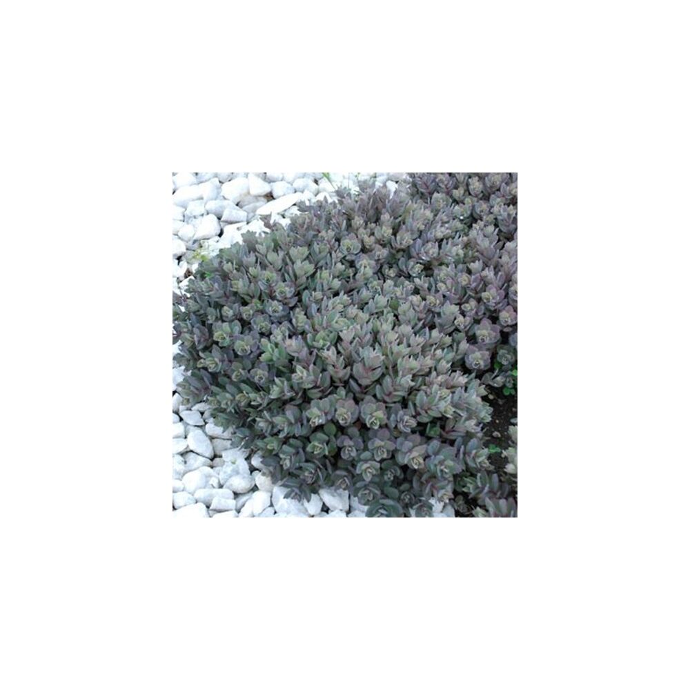 SEDUM SUNSPARKLER DAZZLEBERRY, image 