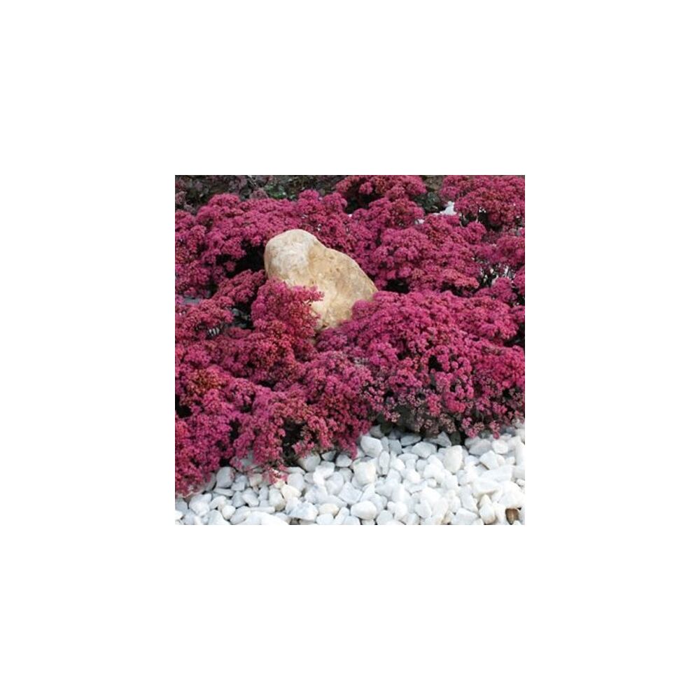 SEDUM SUNSPARKLER DAZZLEBERRY, image _ab__is.image_number.default