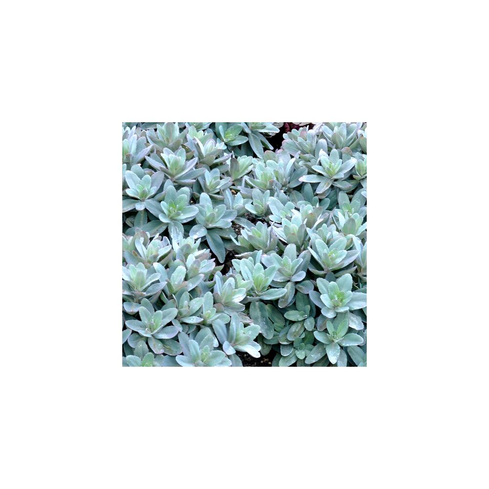 SEDUM MARINA, image 