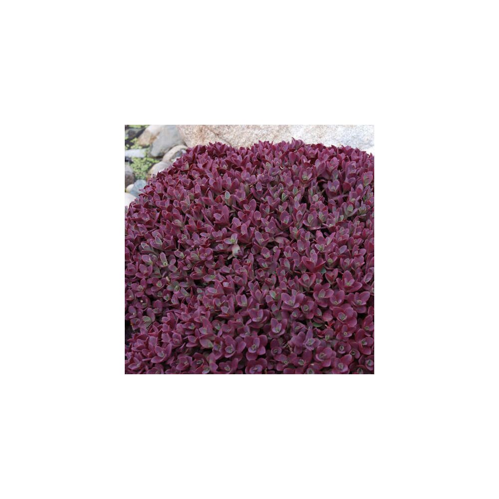 SEDUM SUNSPARKLER FIRECRACKER, image _ab__is.image_number.default