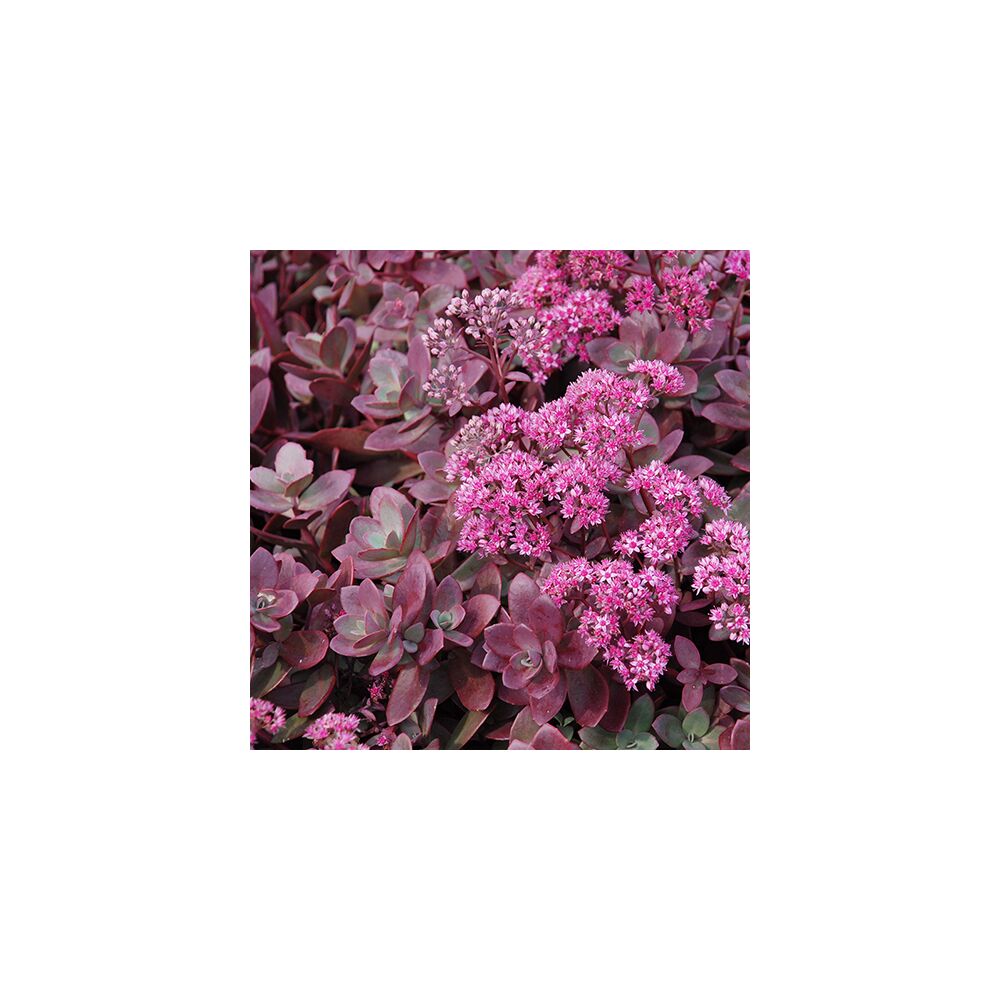 SEDUM SUNSPARKLER FIRECRACKER, image 