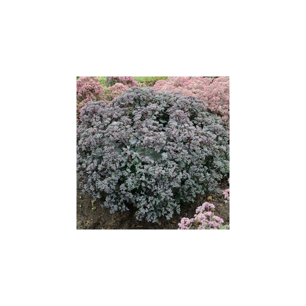 SEDUM SUPERSTAR, image , 3 image