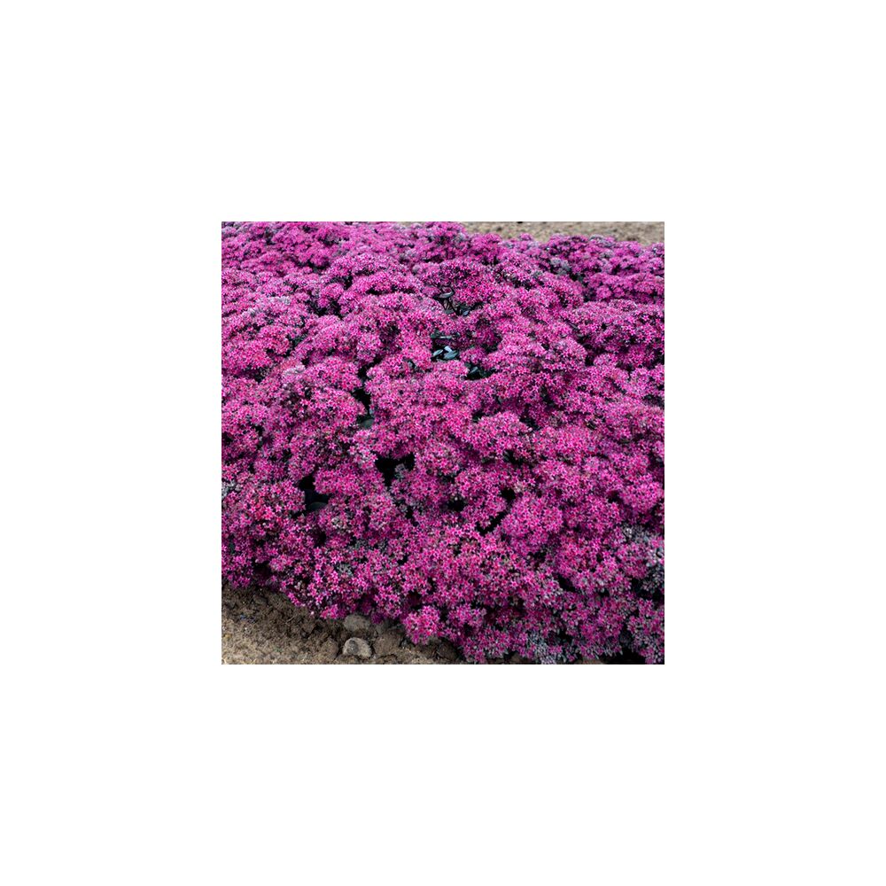 SEDUM SUPERSTAR, image , 2 image