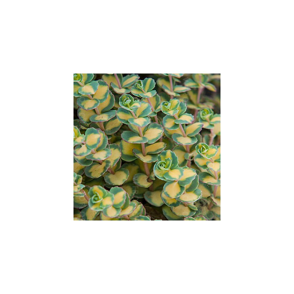 SEDUM SIEBOLDII VARIEGATA, image _ab__is.image_number.default