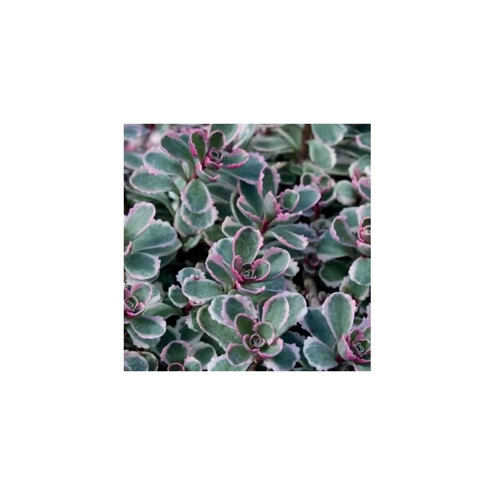 SEDUM SPURIUM TRICOLOR, image 
