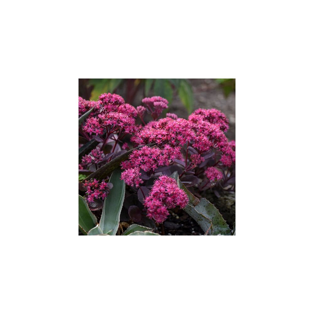 SEDUM SUPERSTAR, image 