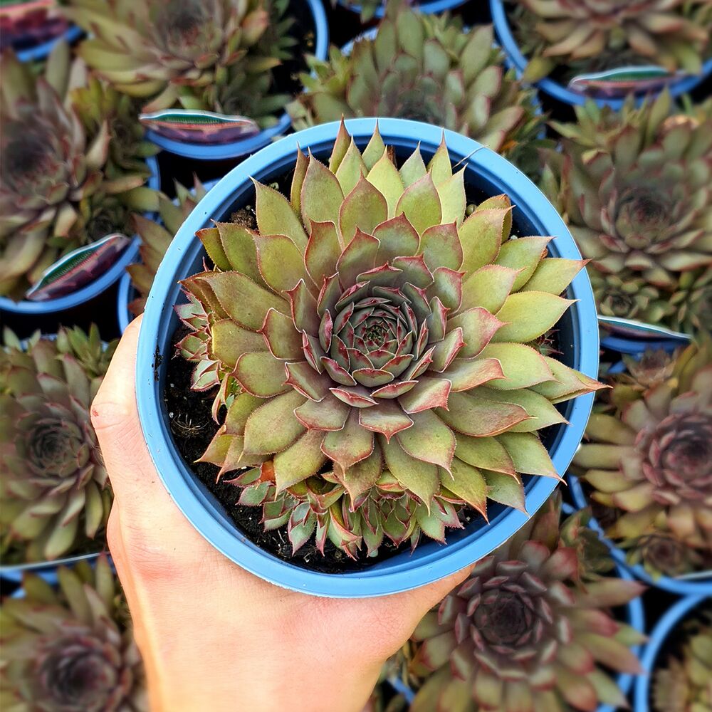 SEMPERVIVUM BIG SAM COUNTRY RED, image 