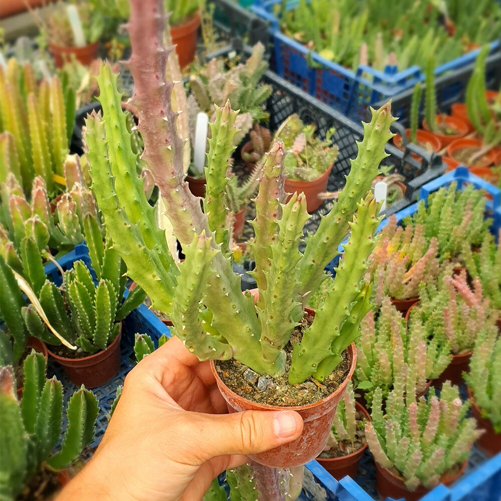 STAPELIA BERLINENSIS, image 