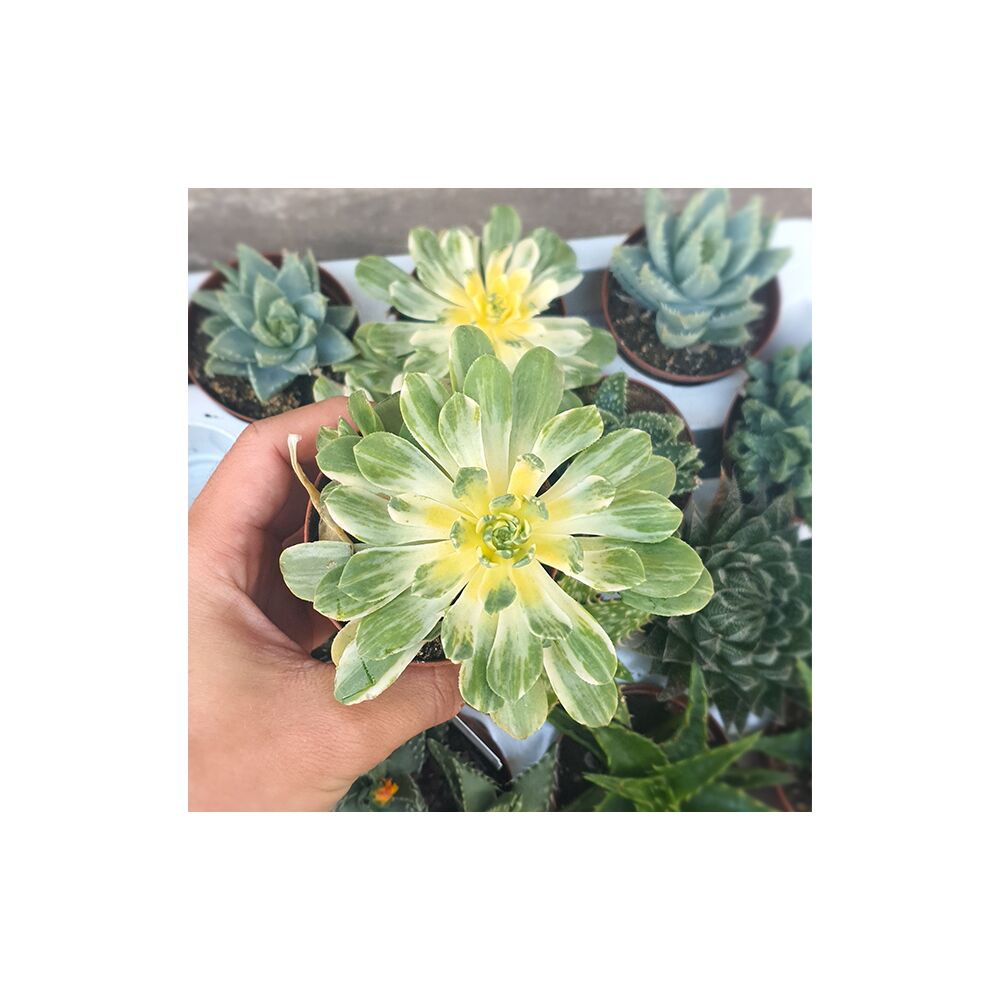AEONIUM CASTELLO PAIVAE F. VARIEGATA SUNCUP, image 