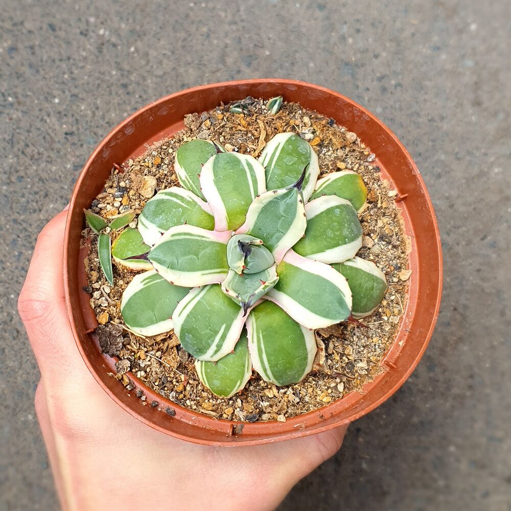 AGAVE PATONII, image _ab__is.image_number.default