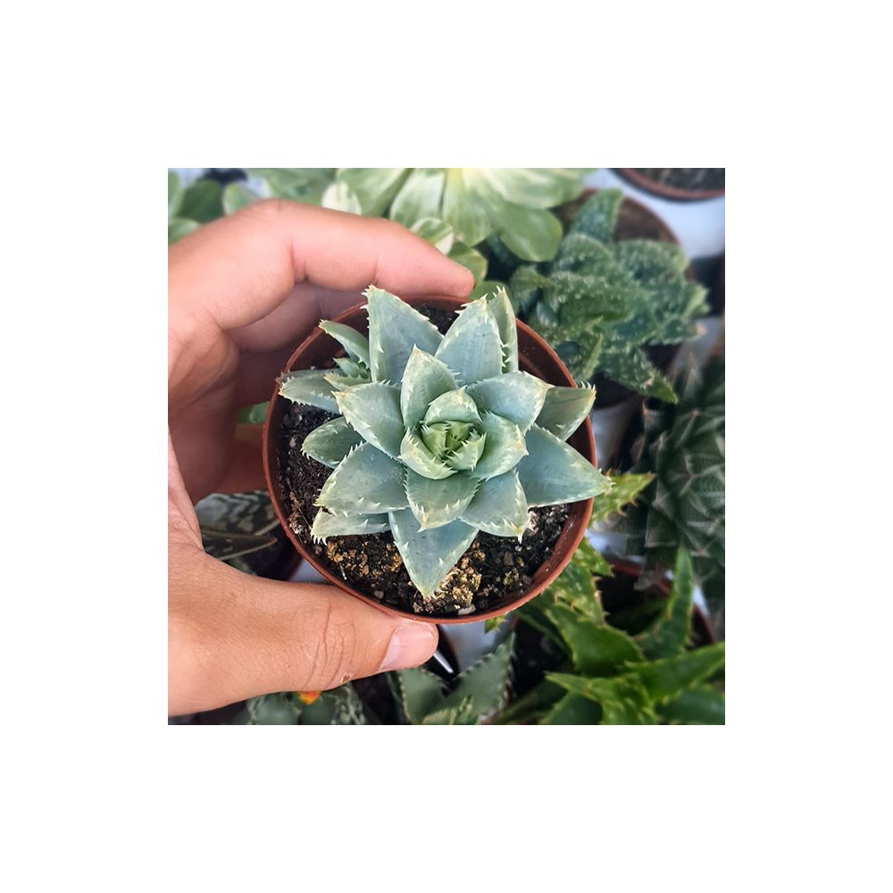 ALOE BREVIFOLIA, image , 2 image
