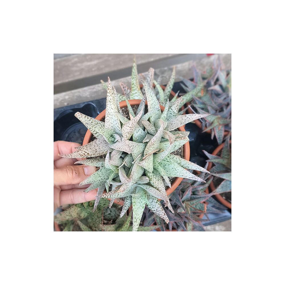 ALOE CV. DORAN BLACK, image 