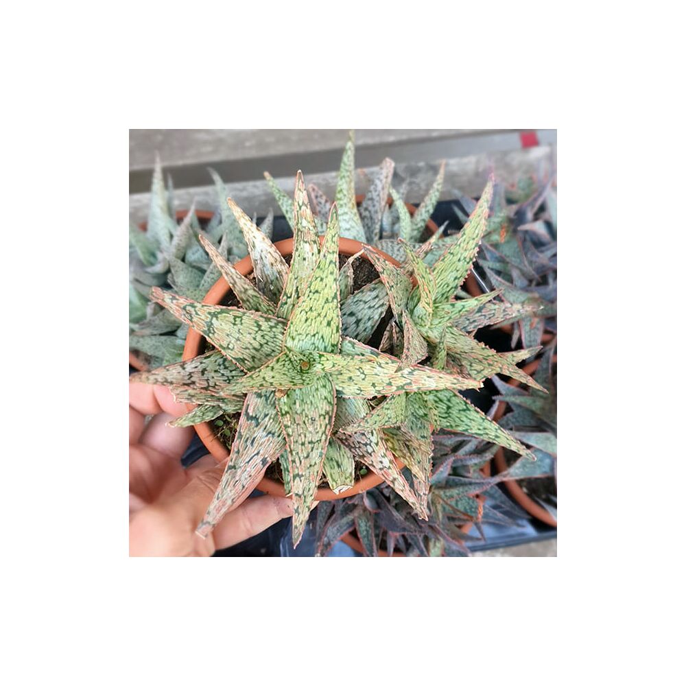 ALOE CV. PINK BLUSH, image 