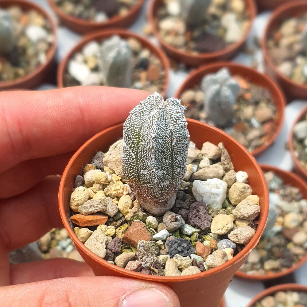 ASTROPHYTUM MYRIOSTIGMA CV. HUBOKI, image , 2 image