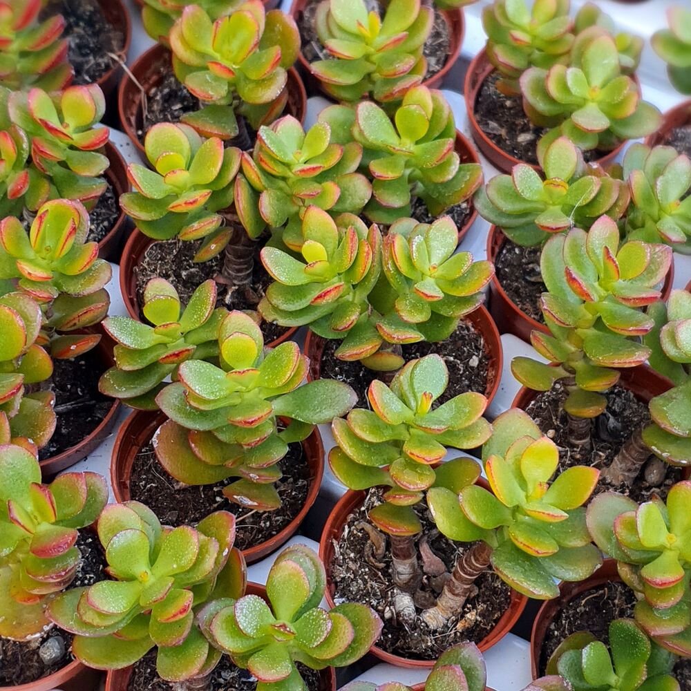 CRASSULA OVATA, image _ab__is.image_number.default